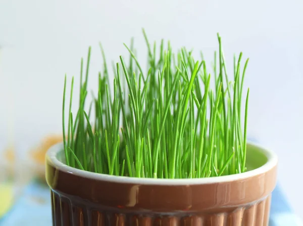 Hierba de trigo verde creciendo en tazón, primer plano — Foto de Stock