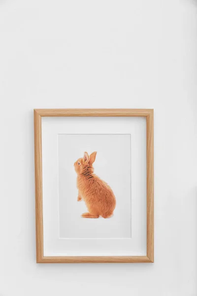 Foto de lindo conejo bebé en la pared blanca —  Fotos de Stock