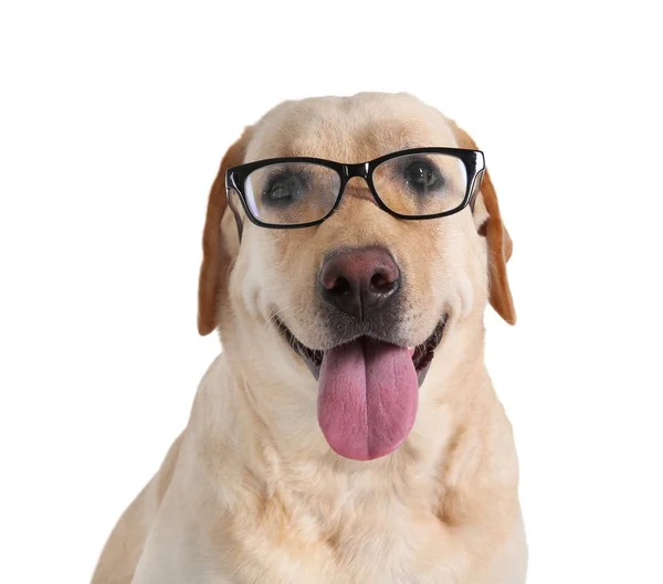 Zabawny Labrador Retriever z okularami — Zdjęcie stockowe