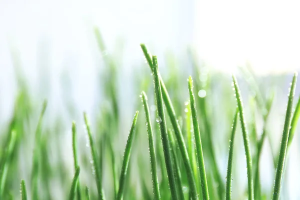 Grama de trigo verde, close-up — Fotografia de Stock