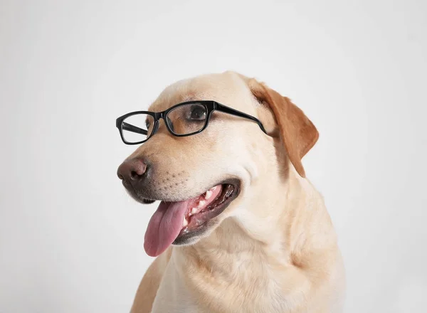 Divertido Labrador Retriever con gafas —  Fotos de Stock