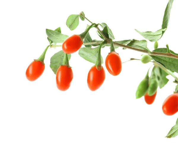 Twig with goji berries — Stock Photo, Image