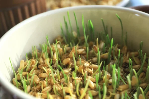 Wheat grass growing in bowl, closeup — Stock Photo, Image