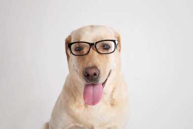 Gözlüklü komik Labrador geri almak 