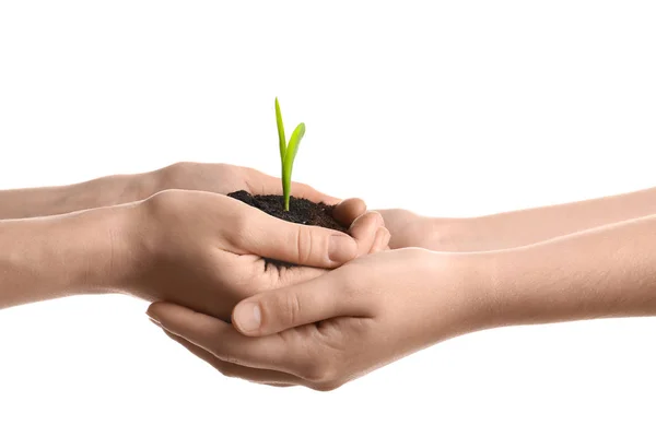 Women\'s hands holding green sprout