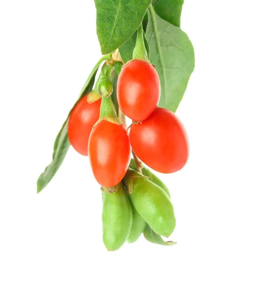 Twig with goji berries — Stock Photo, Image