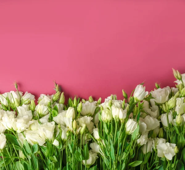 아름 다운 eustoma 꽃 — 스톡 사진