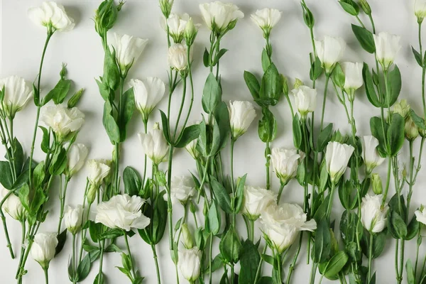 Hermosas flores de eustoma —  Fotos de Stock