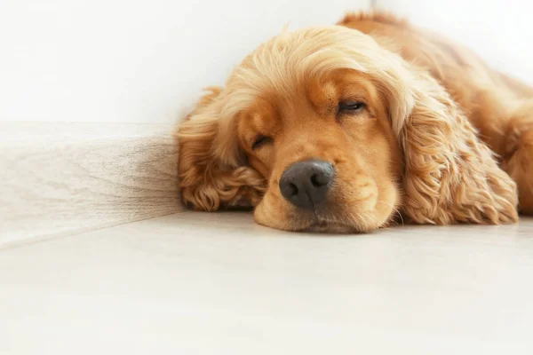 Leuke hond slapen — Stockfoto