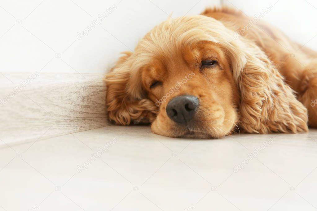 Cute dog sleeping 