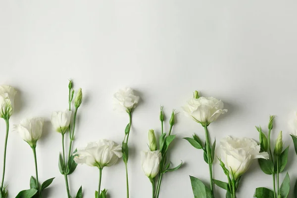 Bellissimi fiori di Eustoma — Foto Stock