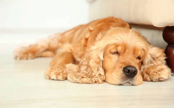 寝ているかわいい犬 — ストック写真