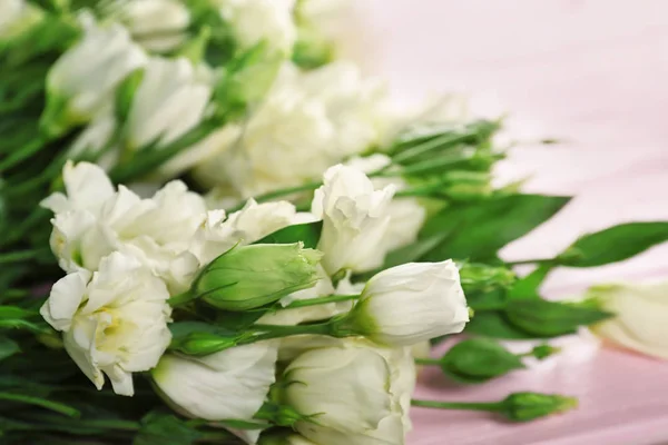 Красиві eustoma квіти — стокове фото