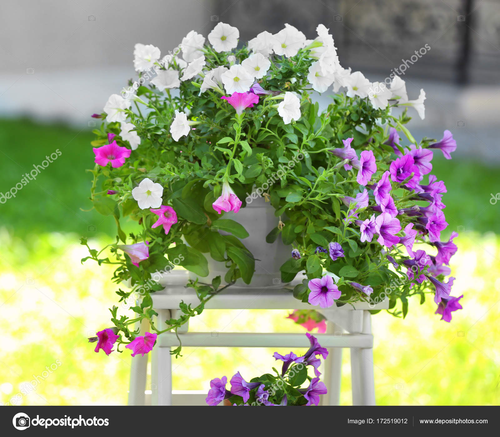 Beautiful pot plants Stock Photo by ©belchonock 172519012