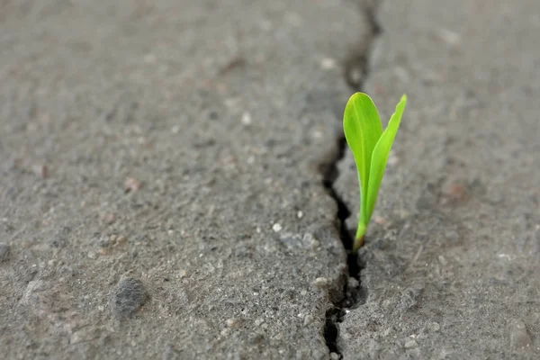 Jong groen ontkiemen groeien uit barst in asfalt — Stockfoto