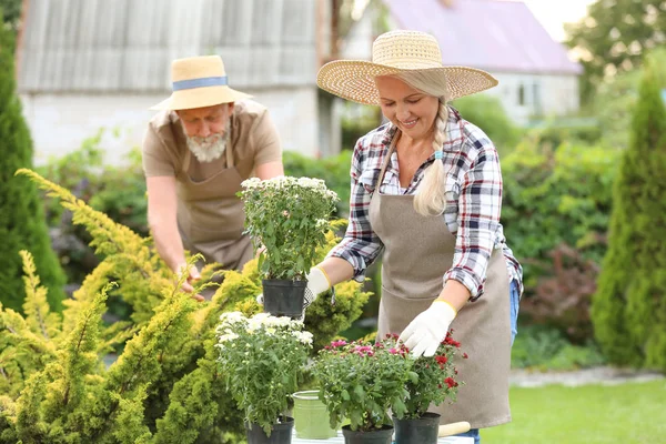 Couple âgé travaillant dans le jardin — Photo