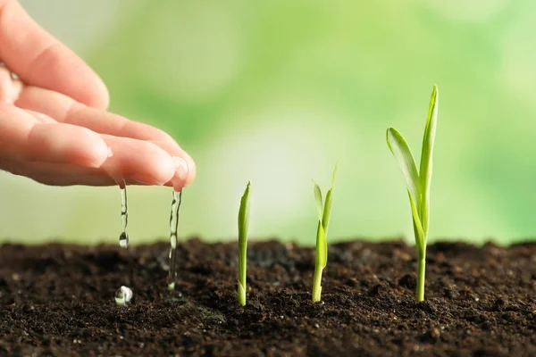 Woman watering young sprouts — Stock Photo, Image