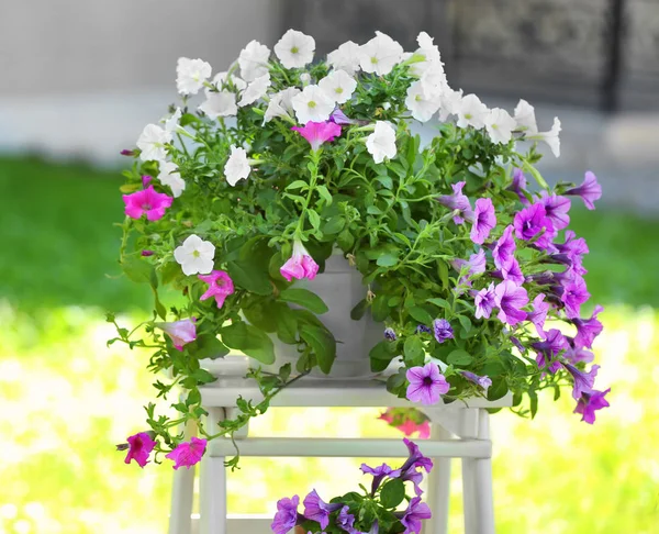 Beautiful pot plants — Stock Photo, Image