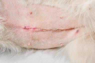 Köpeğin sterilizasyon