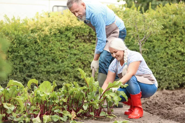 Couple âgé travaillant dans le jardin — Photo