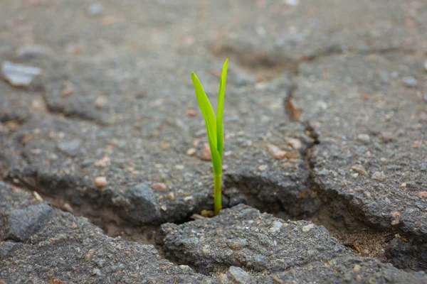 Jeune germe vert poussant à partir de fissure dans l'asphalte — Photo