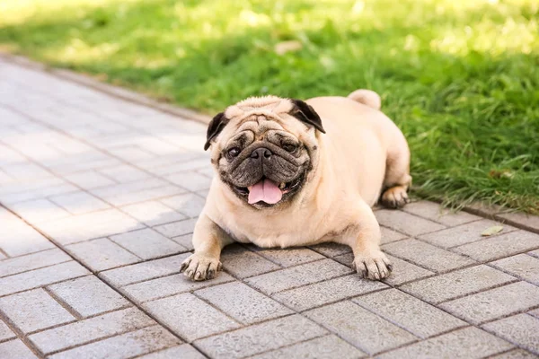 Cute overweight pug — Stock Photo, Image