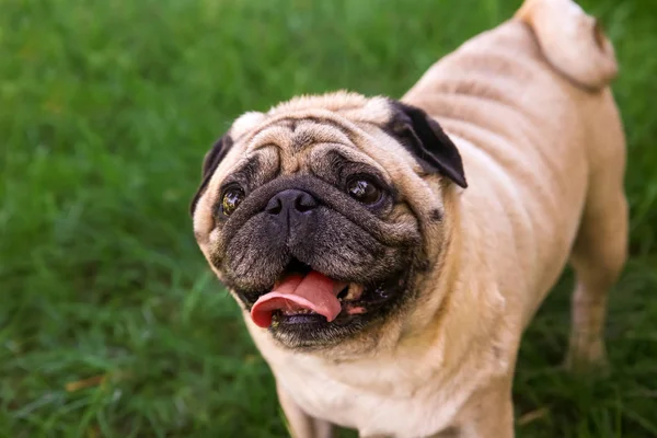 Pug lindo sobrepeso — Foto de Stock