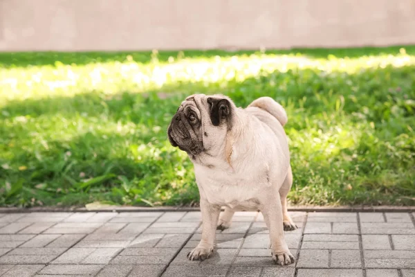 Pug lindo sobrepeso — Foto de Stock