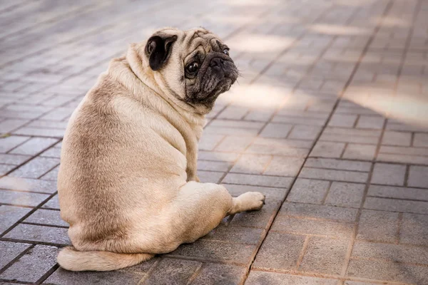 Pug lindo sobrepeso — Foto de Stock