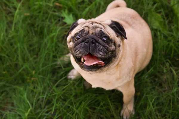 Pug lindo sobrepeso — Foto de Stock