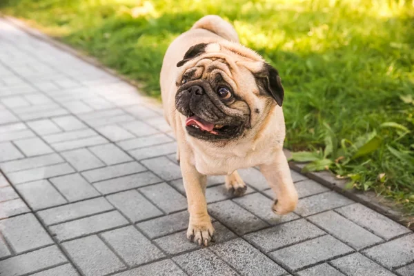 Manis kelebihan berat badan pug — Stok Foto