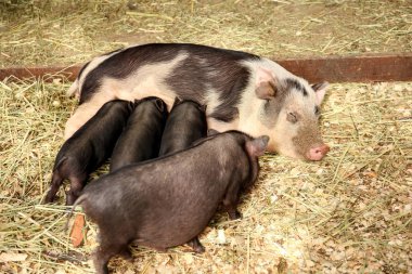 Sevimli siyah domuz yavruları sevişme hayvanat bahçesi ile domuz