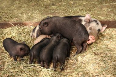 Sevimli siyah domuz yavruları sevişme hayvanat bahçesi ile domuz