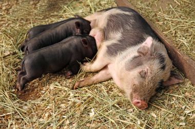 Sevimli siyah domuz yavruları sevişme hayvanat bahçesi ile domuz