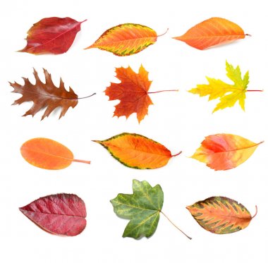 Renkli sonbahar yaprakları 