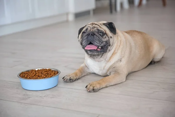 Manis kelebihan berat badan pug — Stok Foto