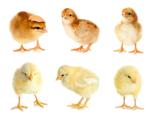 Collage with little chickens — Stock Photo, Image