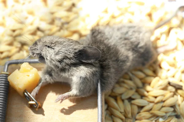 Dode muis gevangen in snap val op stapel van graan, close-up — Stockfoto
