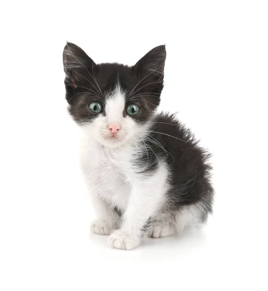 Cute funny baby kitten — Stock Photo, Image