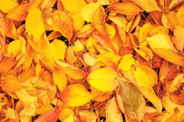 Bunte Herbstblätter als Hintergrund — Stockfoto