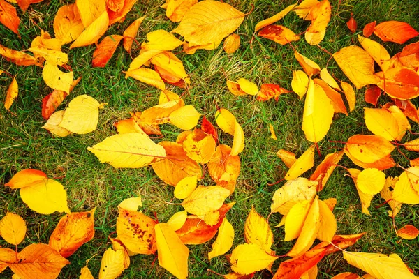 Foglie autunnali colorate sull'erba — Foto Stock