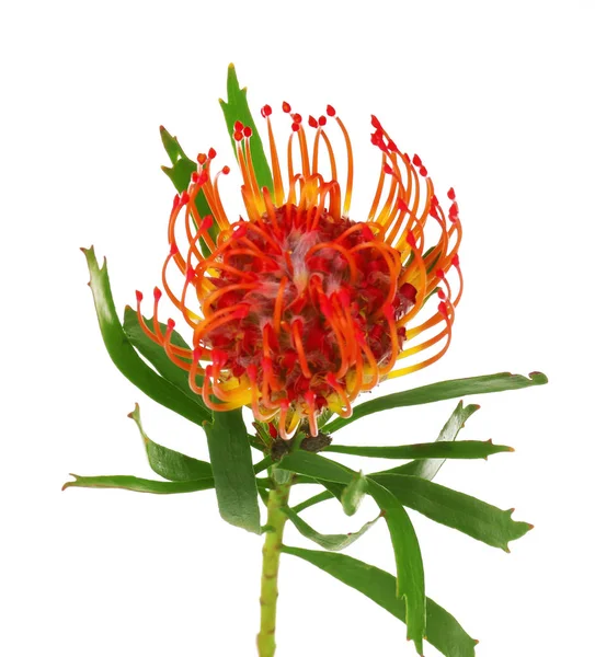 Африканский цветок Leucospermum Protea — стоковое фото