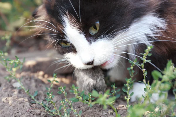 Cat eating mouse — Stock Photo, Image