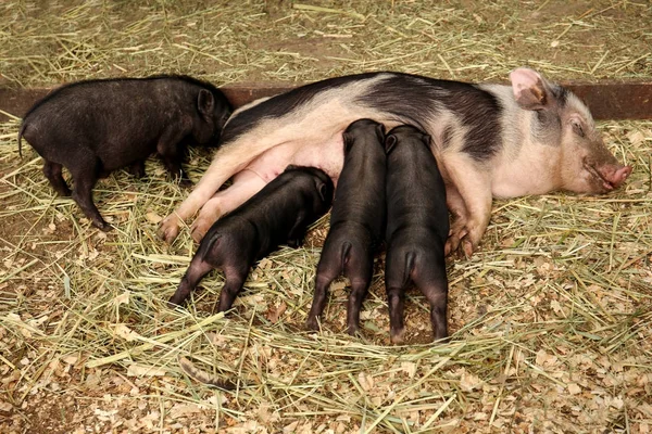 Свинья с милыми черными поросятами в зоопарке — стоковое фото