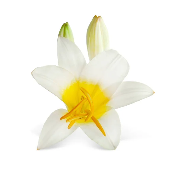 Красива квітка на білому тлі — стокове фото