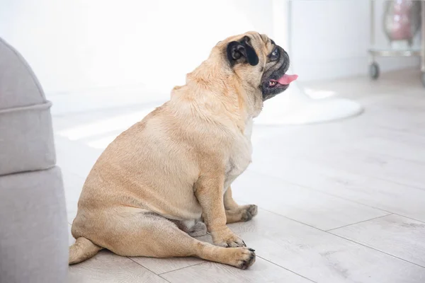 Manis kelebihan berat badan pug — Stok Foto
