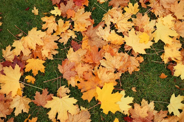 カラフルな紅葉 — ストック写真