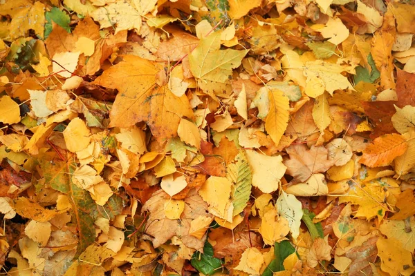 Bunte Herbstblätter als Hintergrund — Stockfoto
