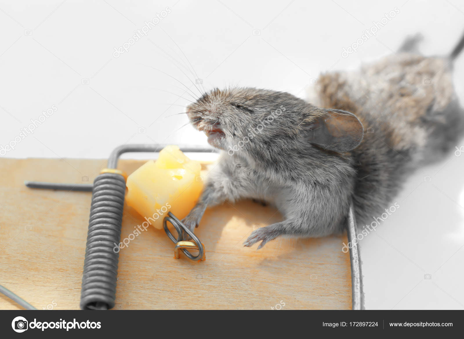 https://st3.depositphotos.com/1177973/17289/i/1600/depositphotos_172897224-stock-photo-dead-mouse-caught-in-snap.jpg