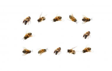 Beyaz zemin üzerine bal arıları